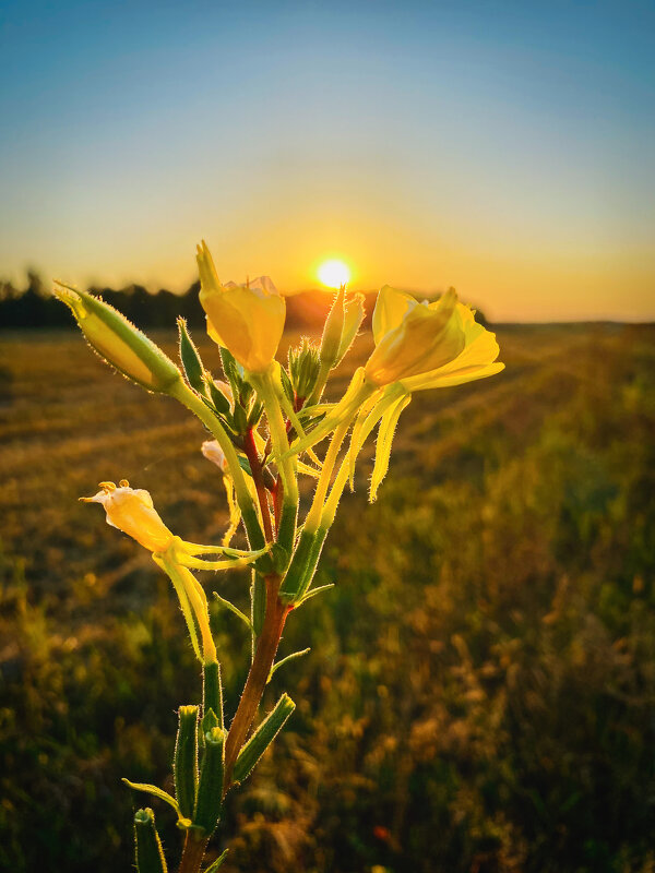 *** - Игорь Чичиль