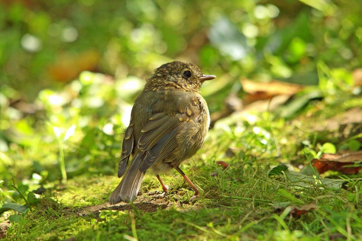 Заряныш сегодня - Вячеслав Минаев