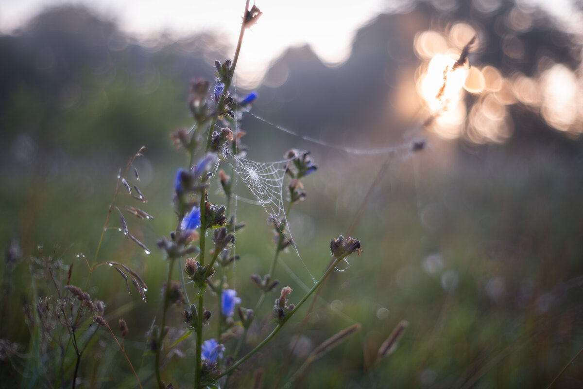 Утро - Олег Дорошенко Утро - Олег Дорошенко