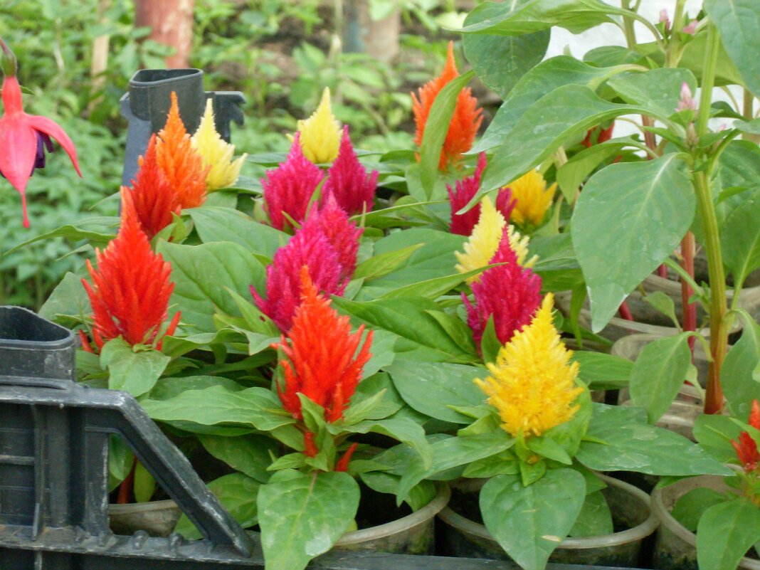 ЦЕЛОЗИЯ - СЕРГЕЙ ФИЛОЧКИН