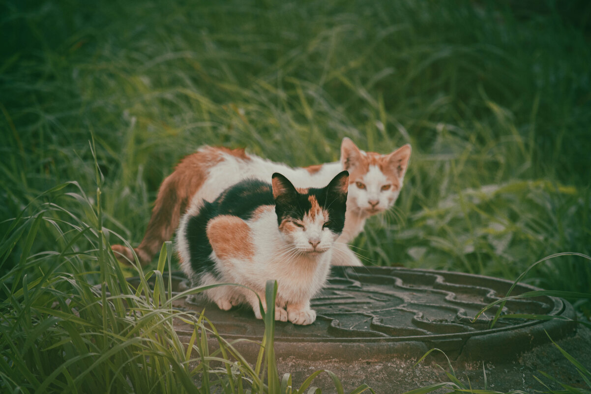 Братья - Лана Пипякина
