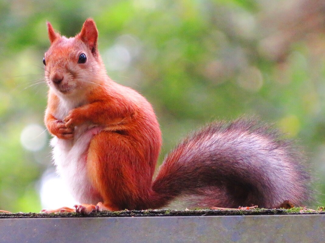 Белочка - Андрей Снегерёв