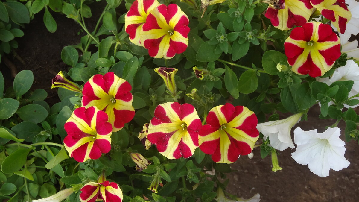 петуния - СЕРГЕЙ ФИЛОЧКИН