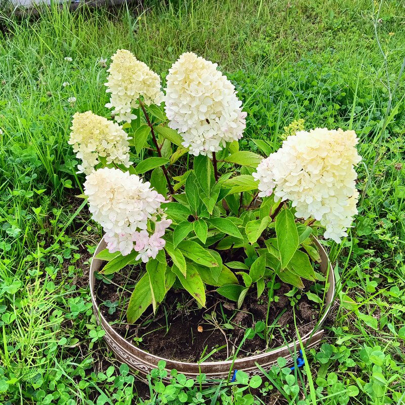 кругом зелень - Владимир 