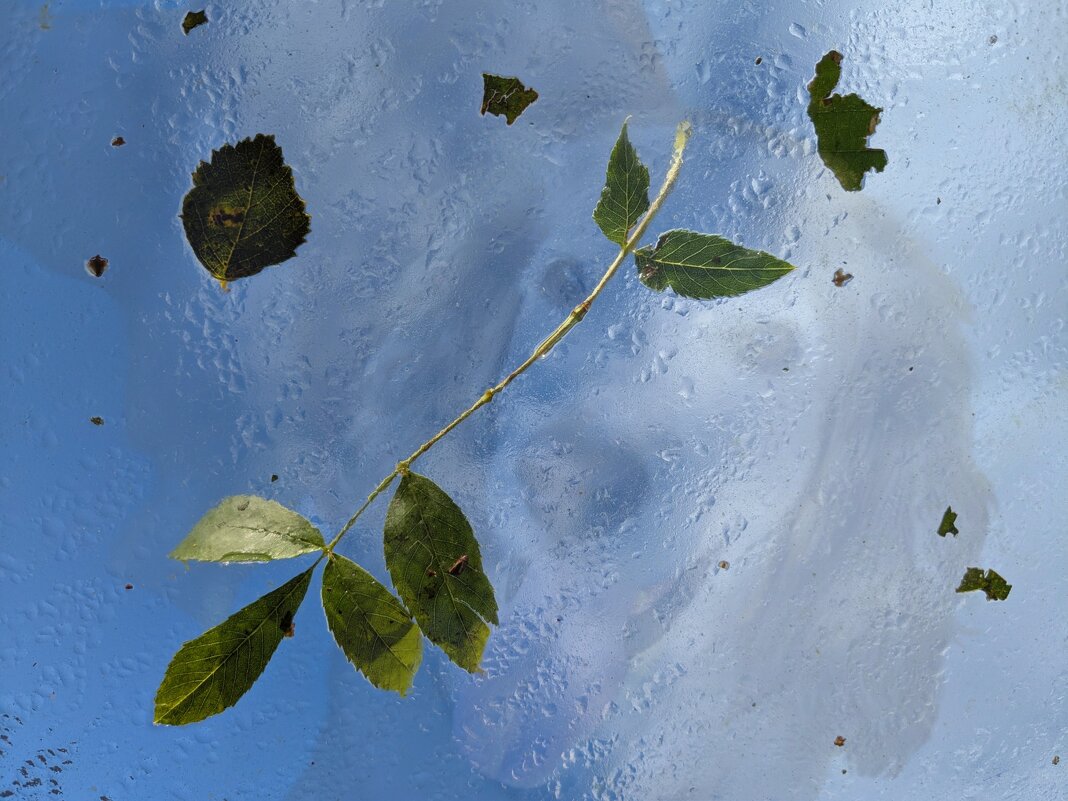 Шторм за окном... - liudmila drake