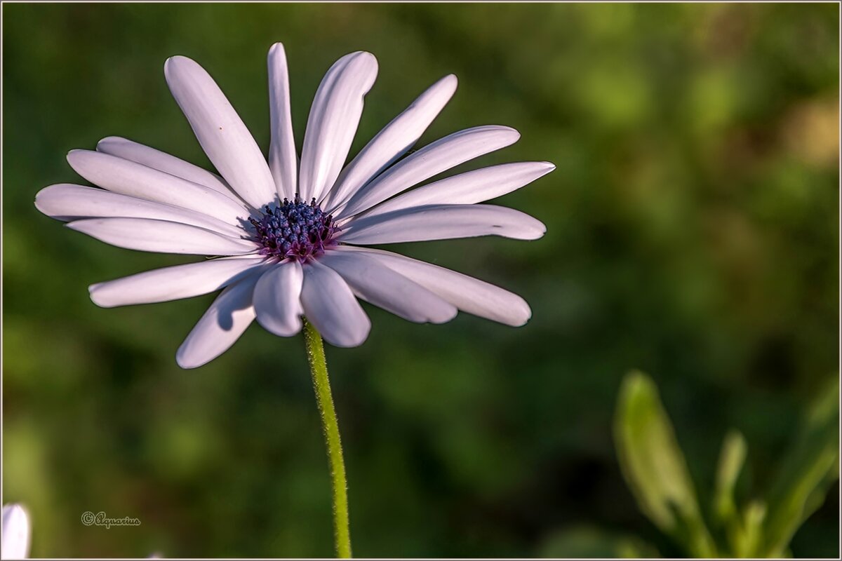 Про цветы - Aquarius - Сергей