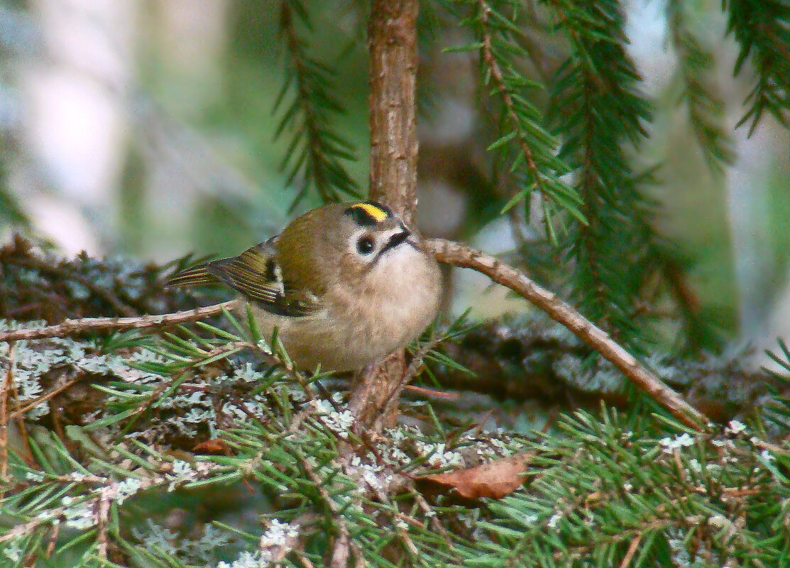 желтоголовый королёк - gawrilа - dan