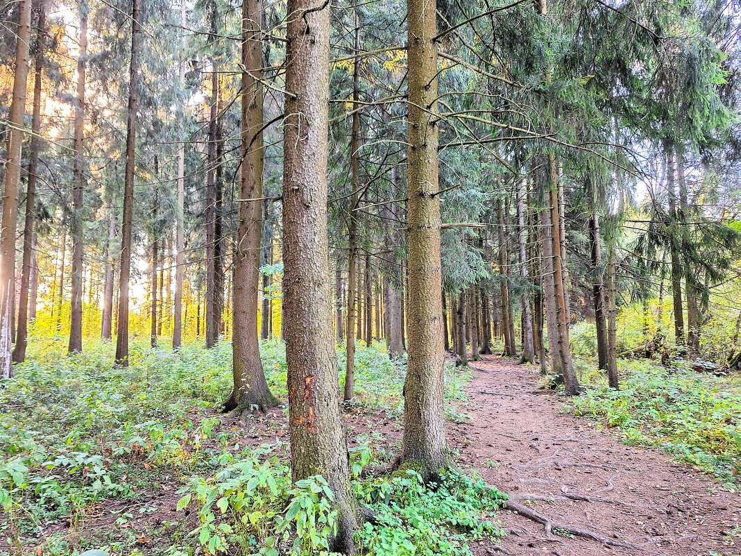 Лес - Наталья 