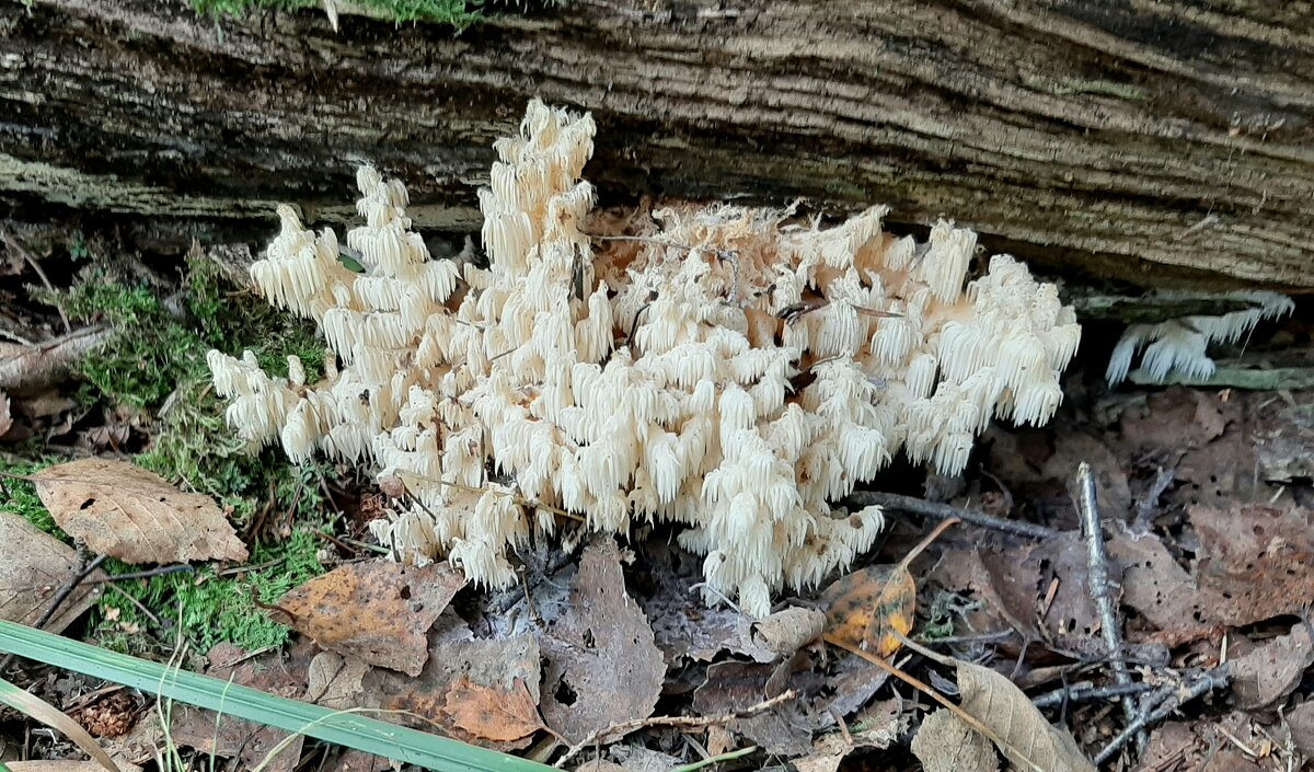 Про грибы - Наталья Герасимова