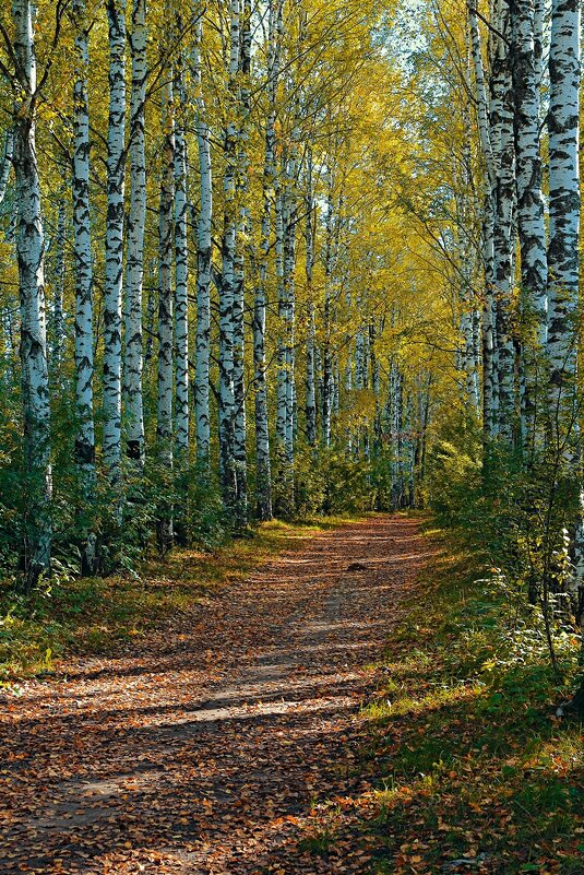 осень - Владимир иванов