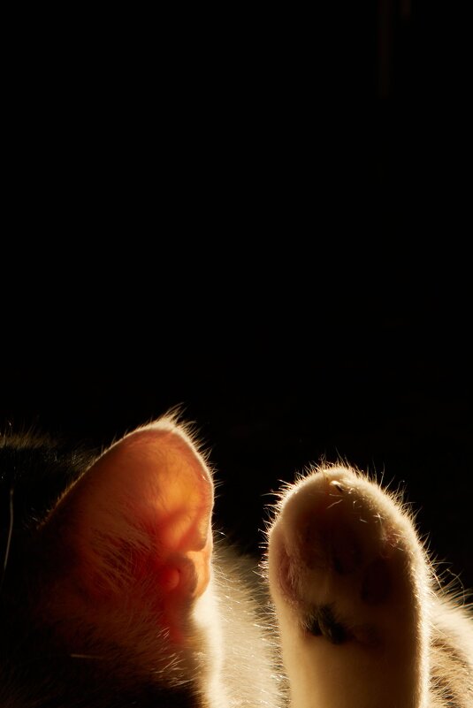 Промик - Дарья Сай-Скай 