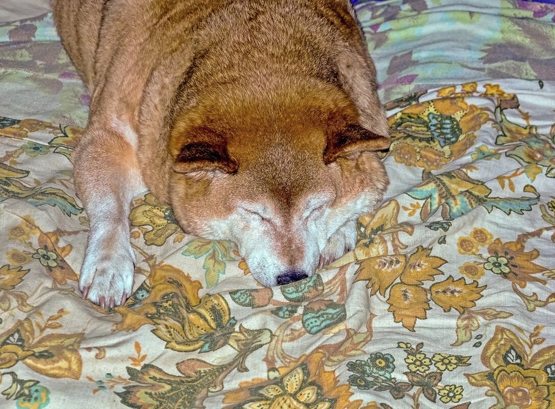 Спит, старушка - Валерий Иванович