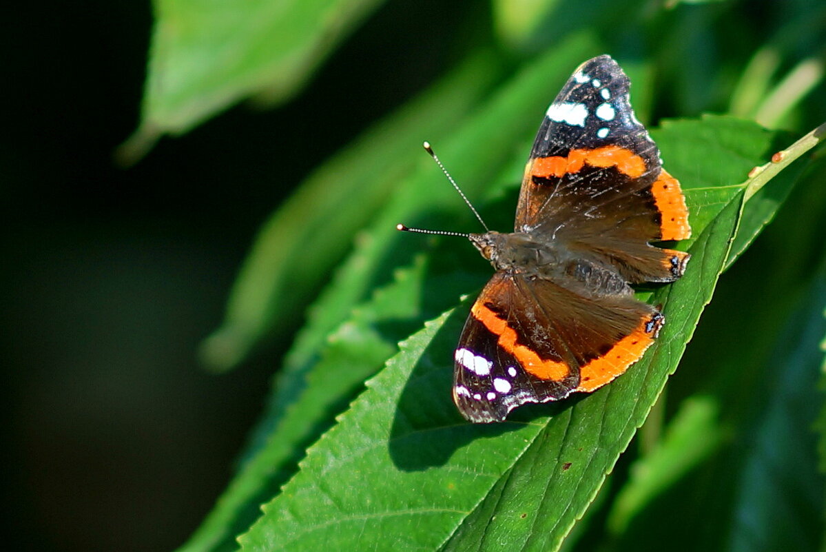 * * - Николай Саржанов
