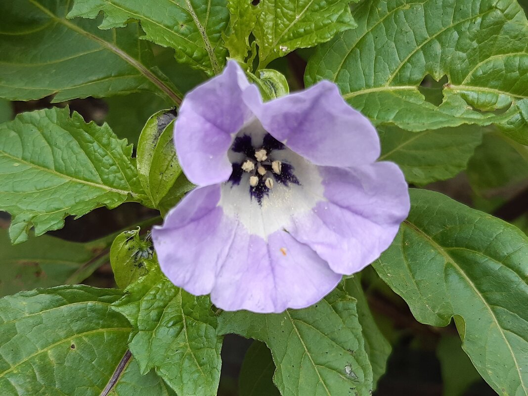 В городе осенью - Галина Минчук