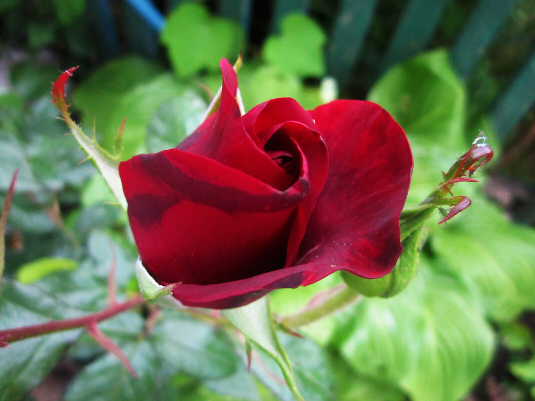 Бутон  бархатной розы - Валентин Семчишин