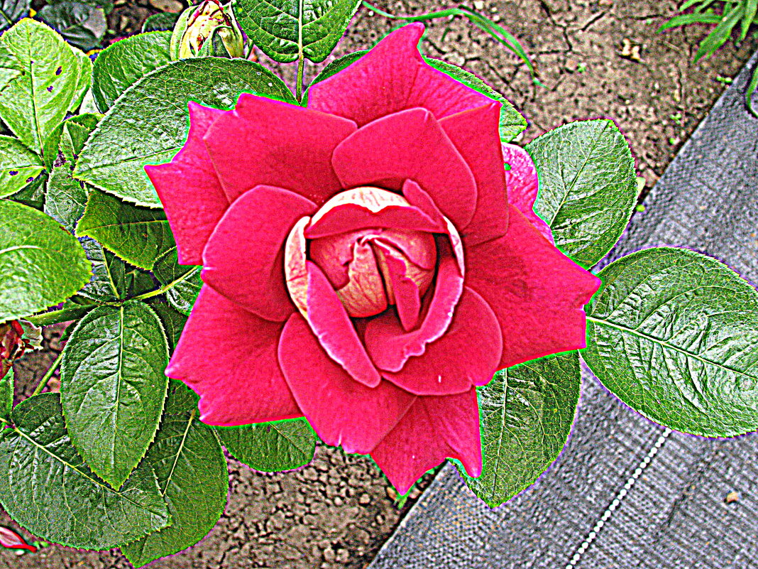 Цветы. - Владимир Драгунский