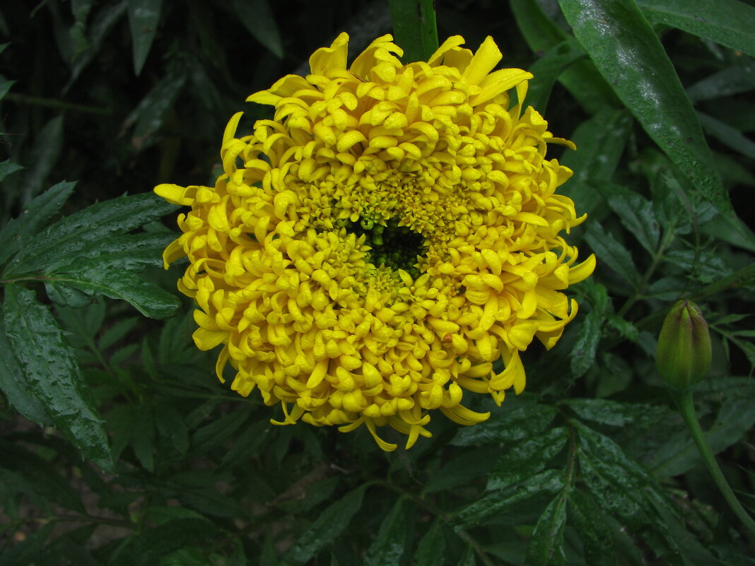 Интересный бархатец - Людмила Смородинская