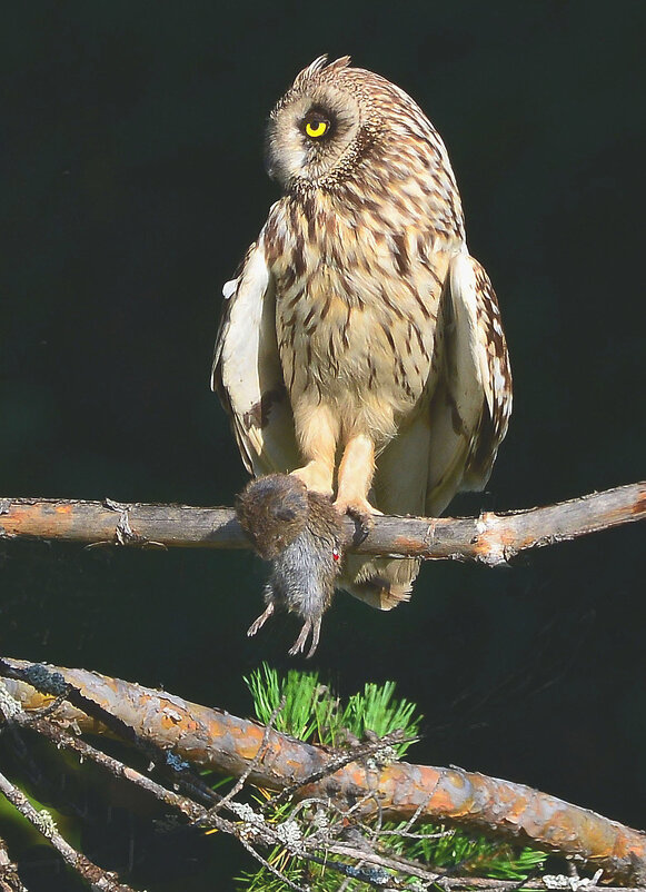 Я сделала это! - Михаил Белоусов