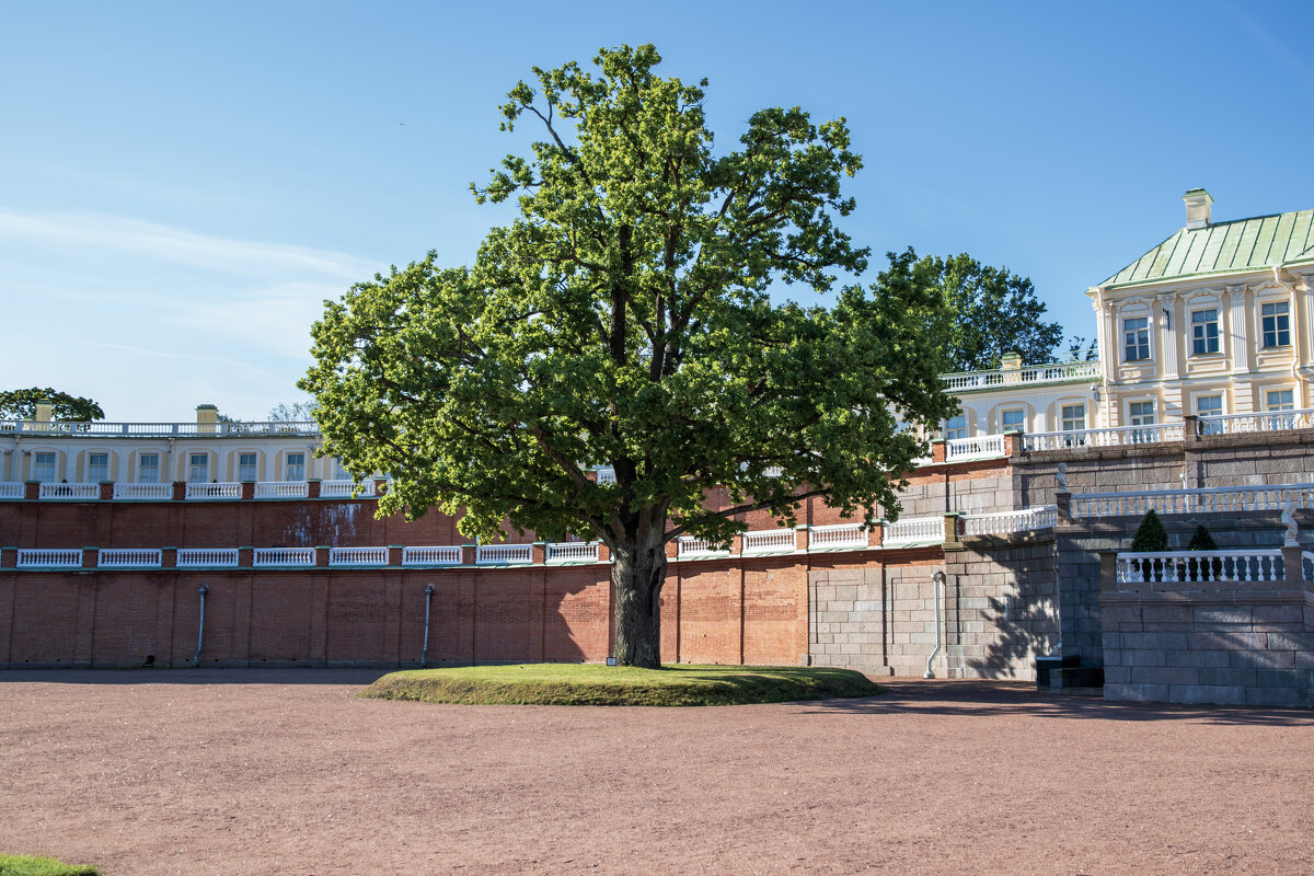 Деревце - Валерий Пославский