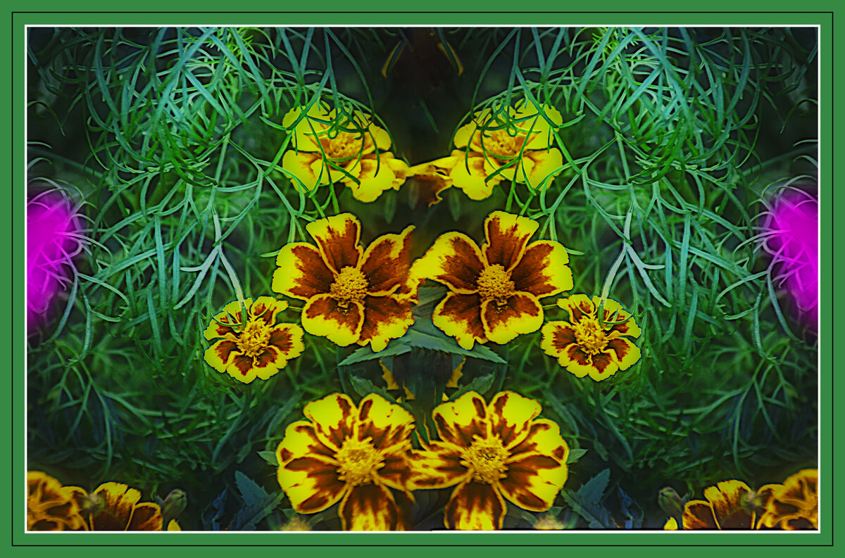 Бархатцы - Владимир Кроливец Бархатцы - Владимир Кроливец