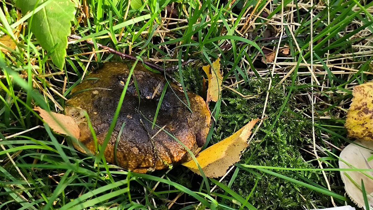 Черный груздь. - Ольга 