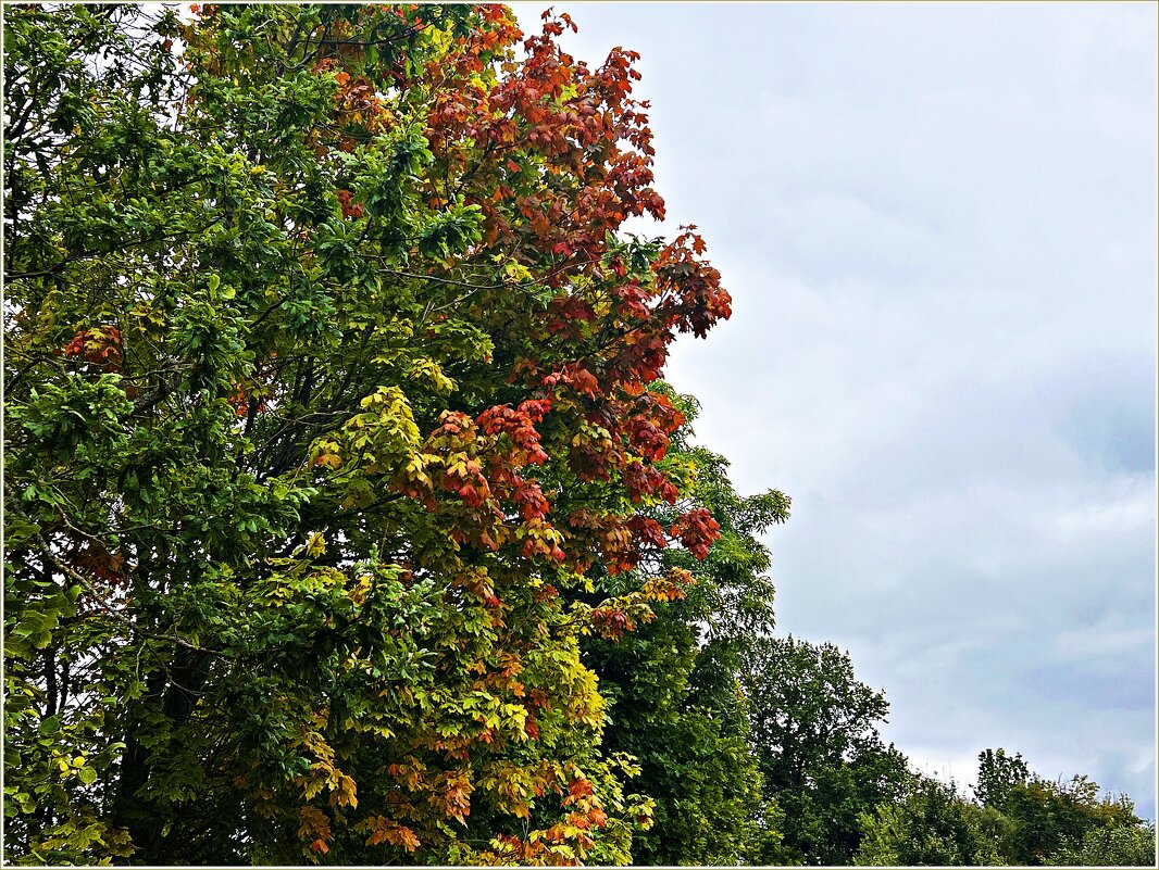 Прекрасная осень. - Валерия Комова