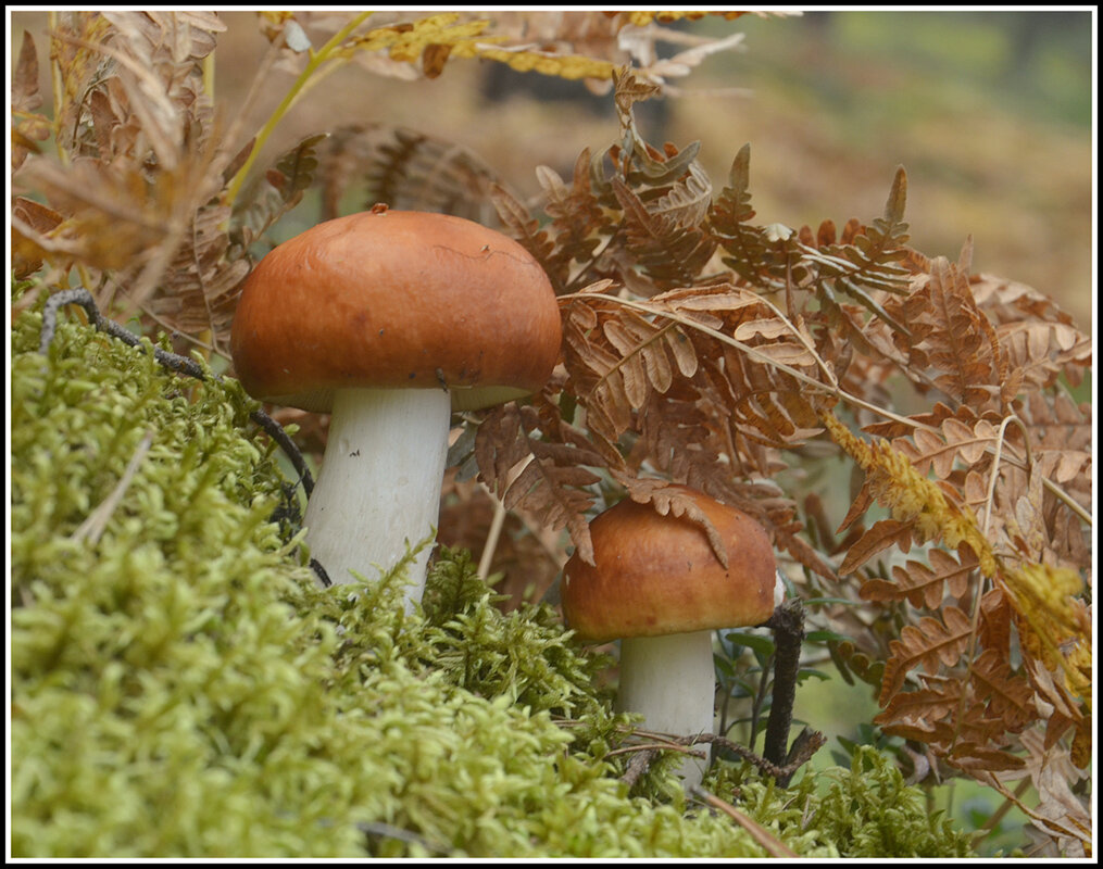 Сыроежки - Aleksandr Gal