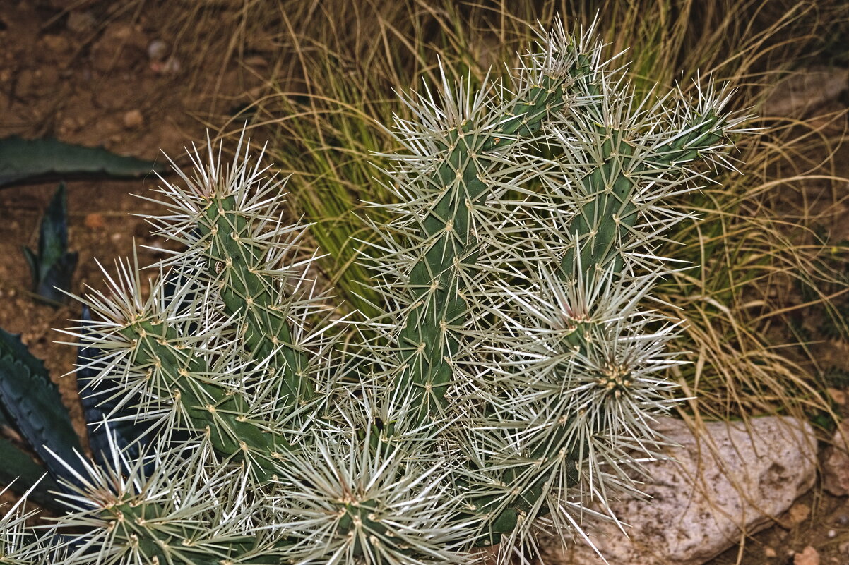 Cylindropuntia acanthocarpa - Giant Tao /