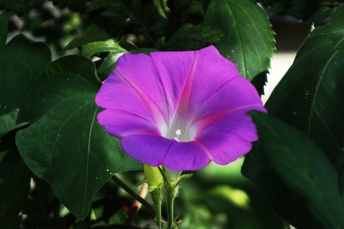 Ипомея - Рита Симонова