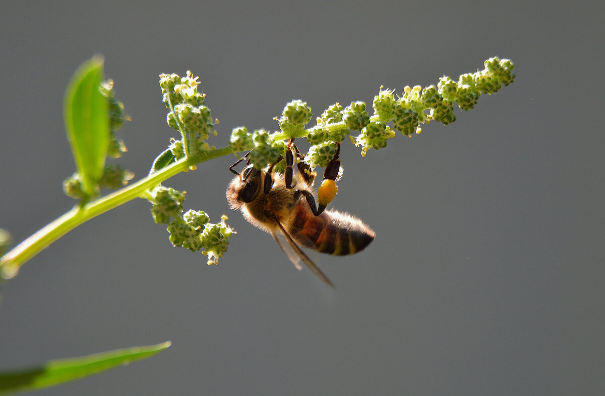 Последние осенние сборы нектара... - Надежда Куркина 