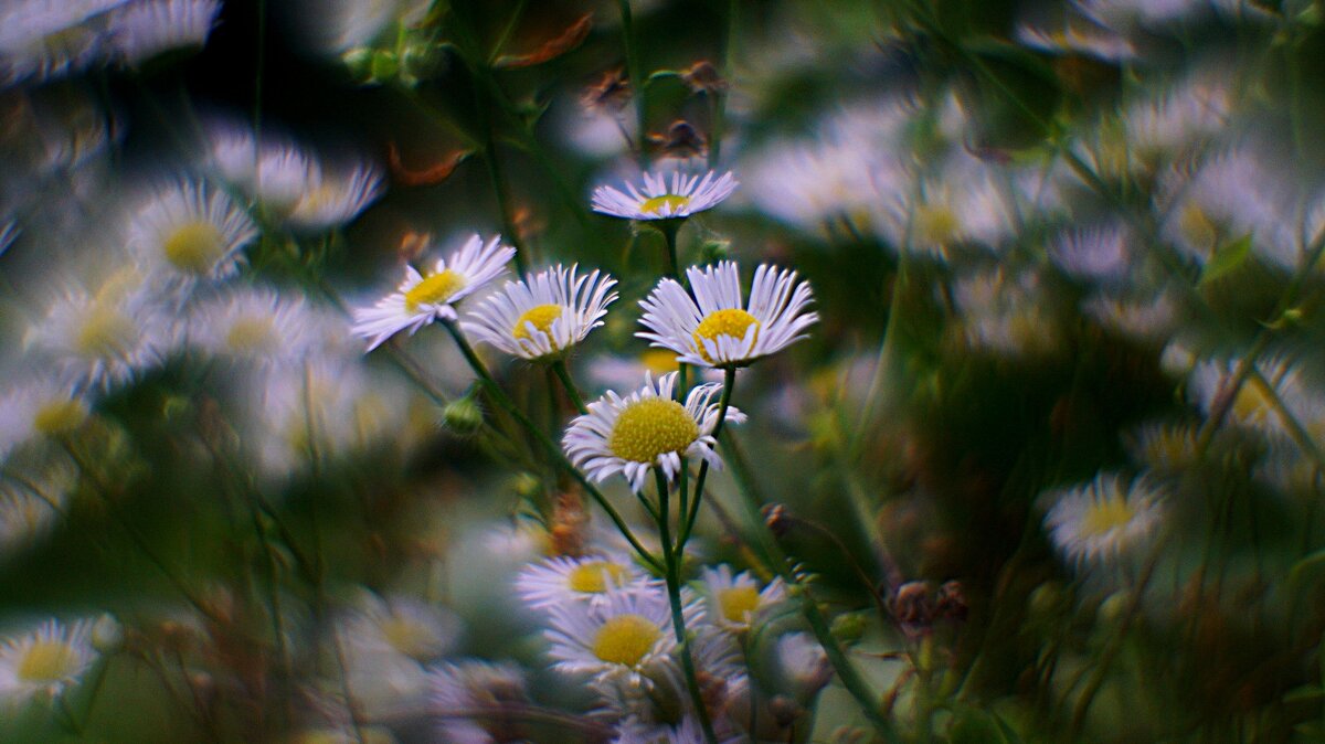 Мелколепестник - Наталья Лакомова