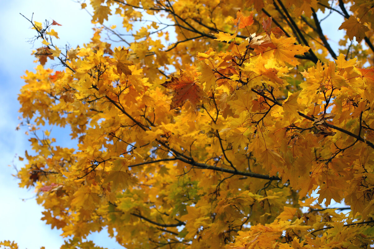 очей очарованье - Всеволод 