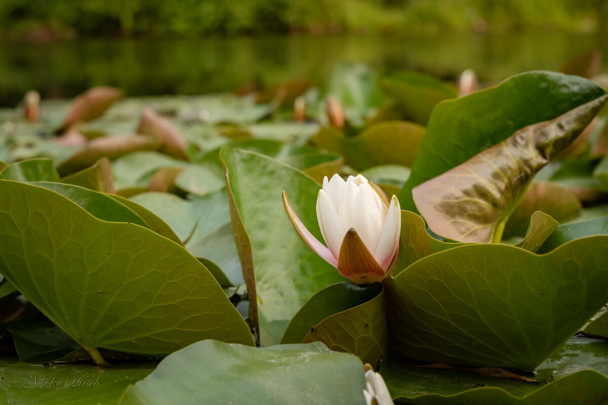 Одна из первых... - Николай Гирш