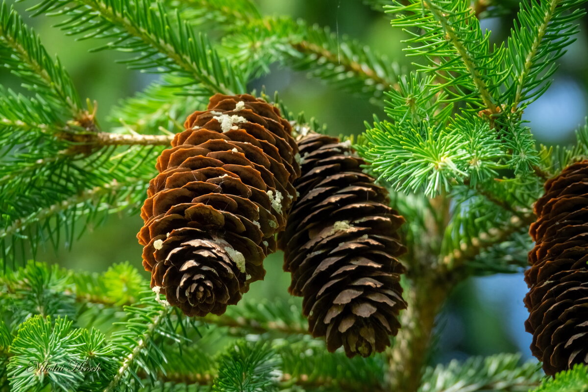 Про шишки и ель... - Николай Гирш Про шишки и ель... - Николай Гирш