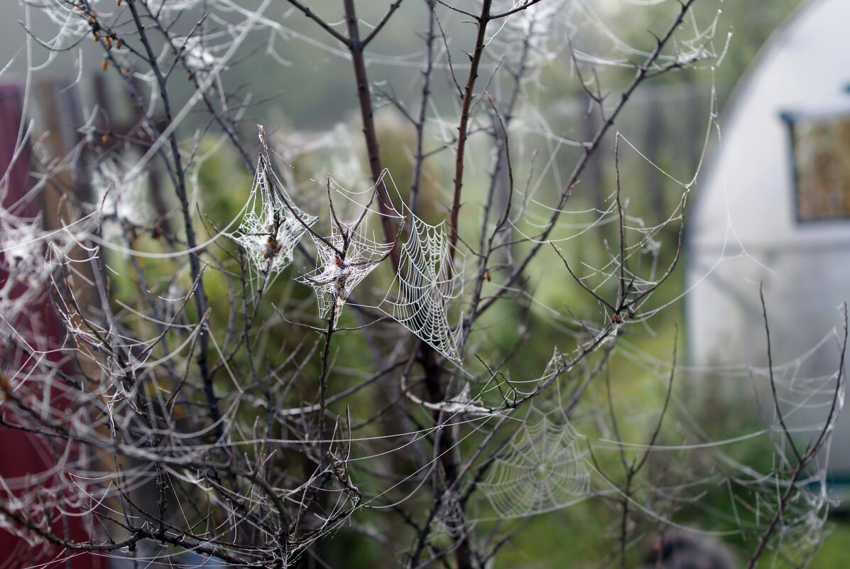 паутинки поутру... - Андрей Катков
