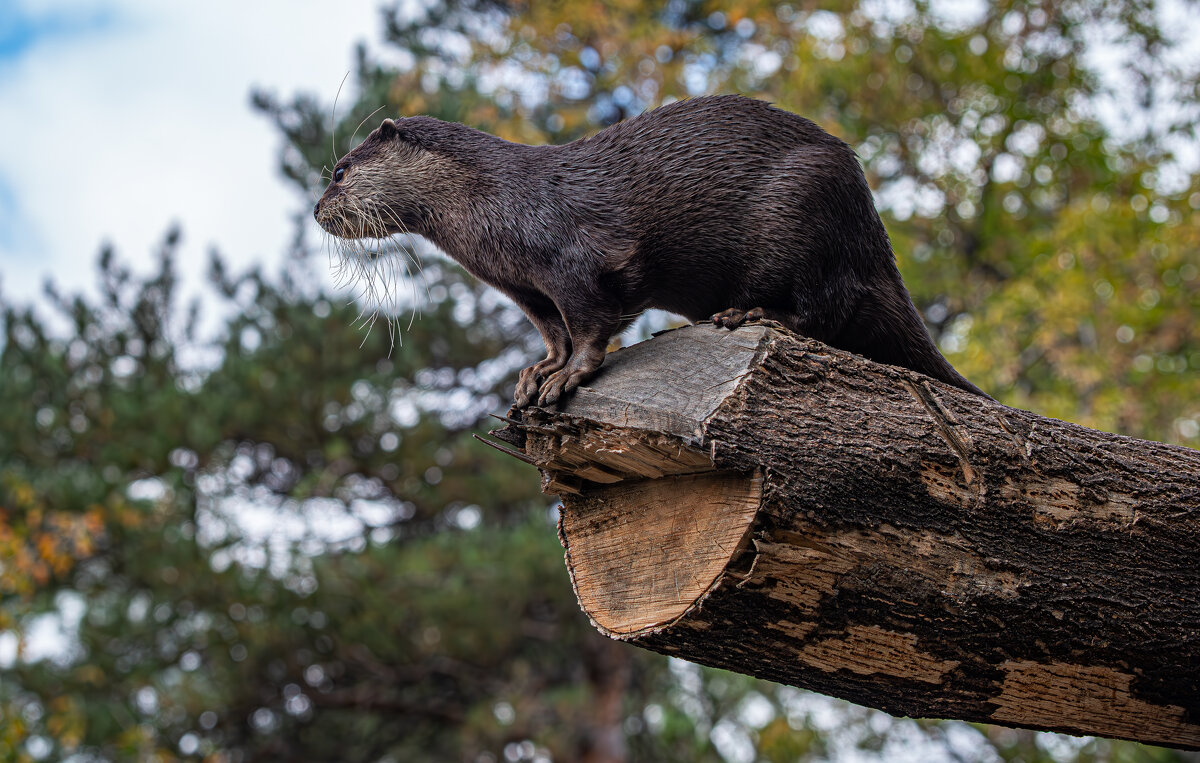 Азиатская бескоготная выдра. - Михаил Измайлов