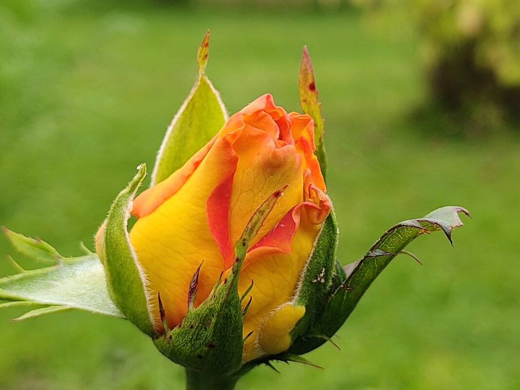 Цвет осени - Андрей 