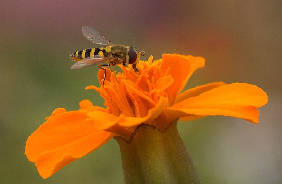 ,,, - Вячеслав Минаев