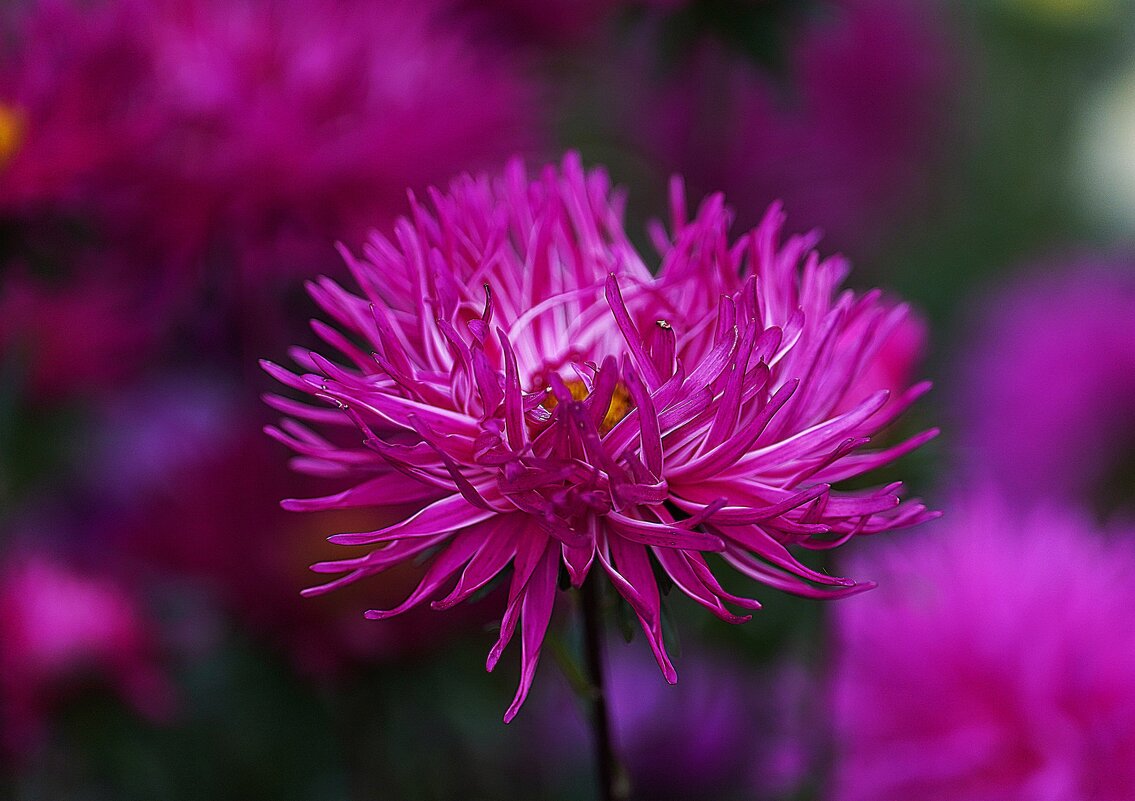 Астры - Татьяна Тюменка