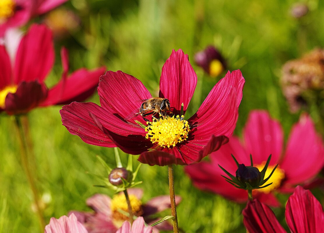 Космея - Татьяна Тюменка