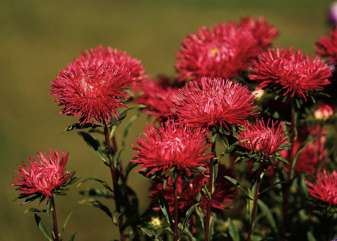 Астры - Татьяна Тюменка