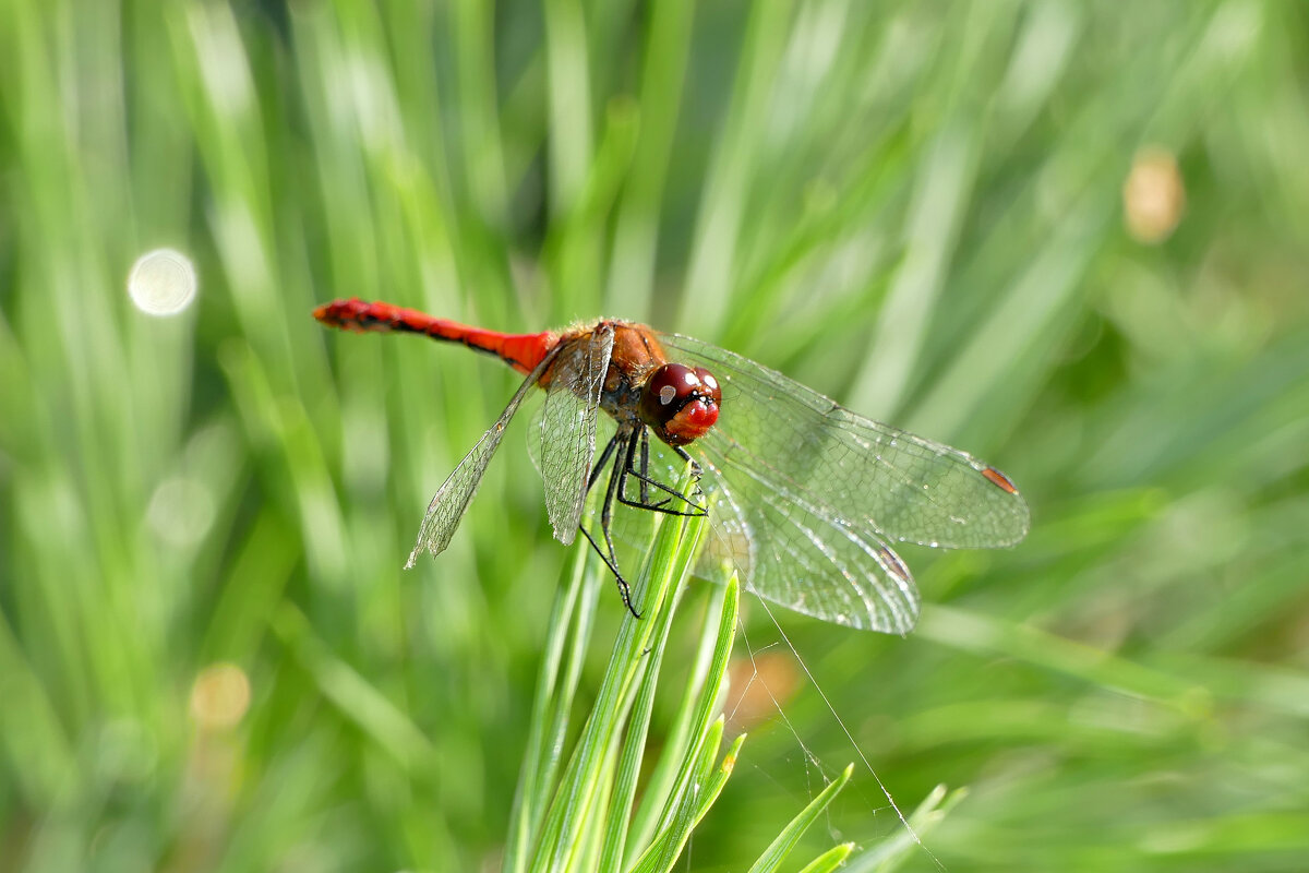 опять про стрекоз 21 - Александр Прокудин