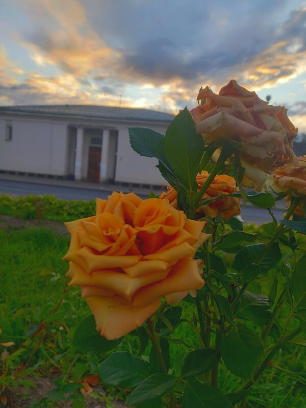 Роза - Сапсан 