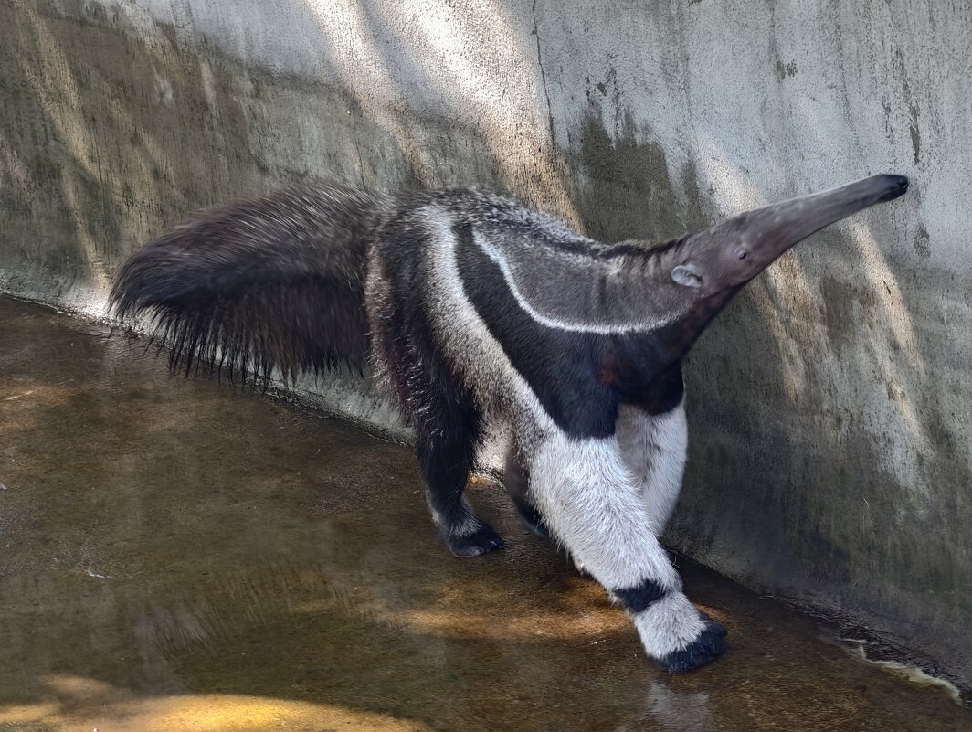 Муравьед - <<< Наташа >>> Муравьед - <<< Наташа >>>