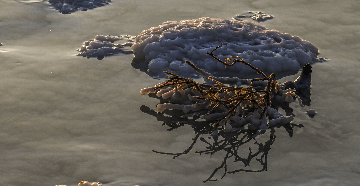 веточка уже частично просолилась... - Осень 