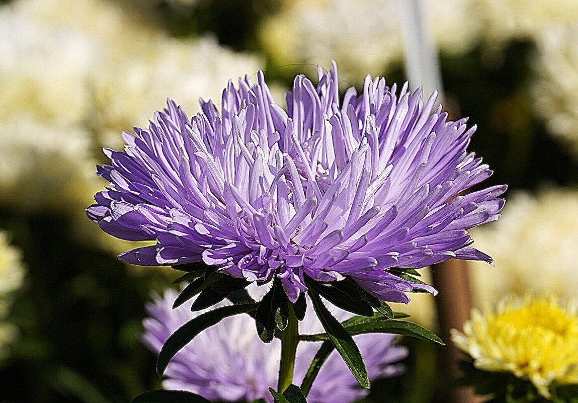 Астры - Татьяна Тюменка