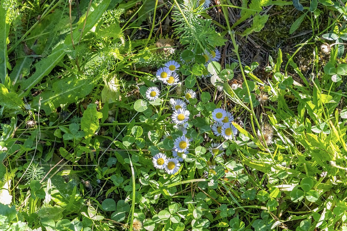 Мелколепестник однолетний - Валерий Иванович Мелколепестник однолетний - Валерий Иванович