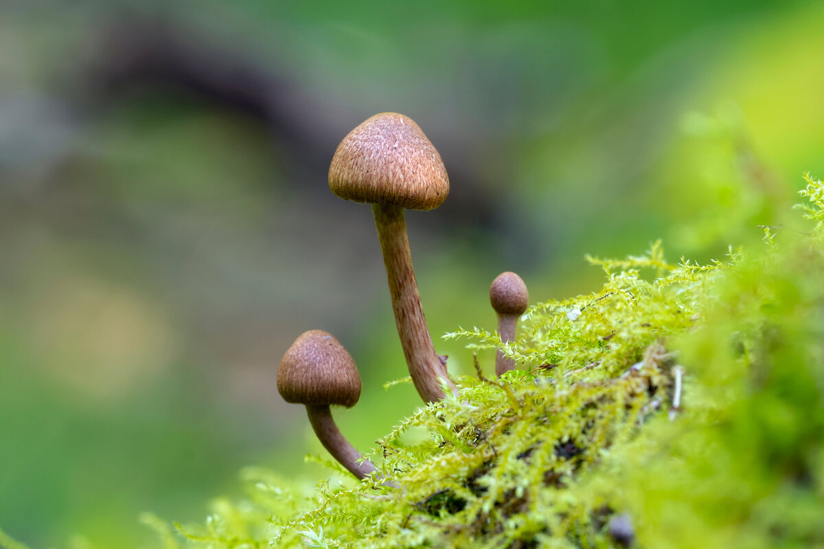 ***** - Виталий Емельянов ***** - Виталий Емельянов