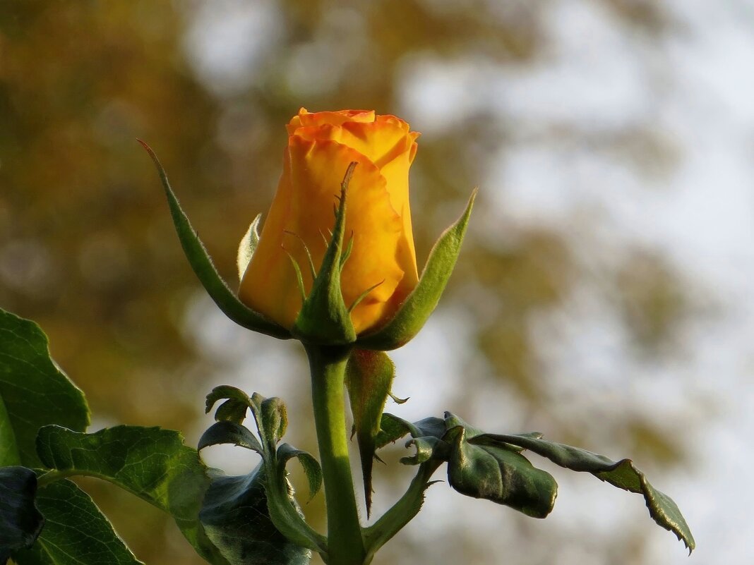 Бутон в вечернем свете - Татьяна Смоляниченко