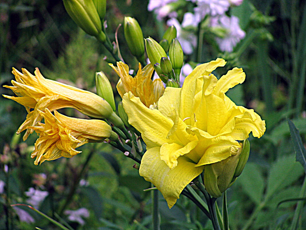 Цветы. - Владимир Драгунский Цветы. - Владимир Драгунский